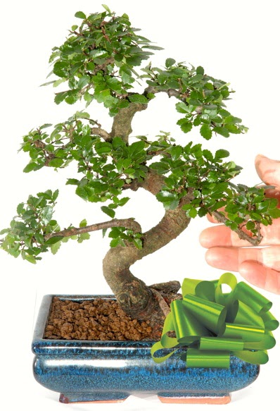 Yaklak 25 cm boyutlarnda S bonsai  Nevehir iek gnderme sitemiz gvenlidir 