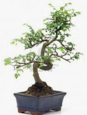 S gvde bonsai minyatr aa japon aac  Nevehir gvenli kaliteli hzl iek 