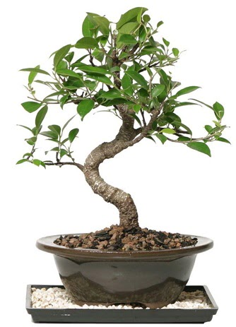 Altn kalite Ficus S bonsai  Nevehir kaliteli taze ve ucuz iekler  Sper Kalite