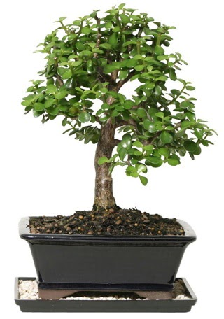 15 cm civar Zerkova bonsai bitkisi  Nevehir iek gnderme sitemiz gvenlidir 