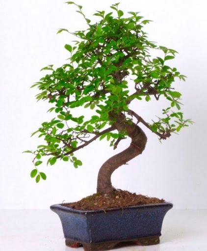 S gvdeli bonsai minyatr aa japon aac  Nevehir iek online iek siparii 