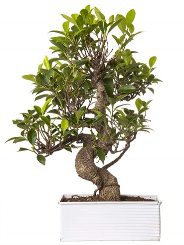 Exotic Green S Gvde 6 Year Ficus Bonsai  Nevehir iek online iek siparii 