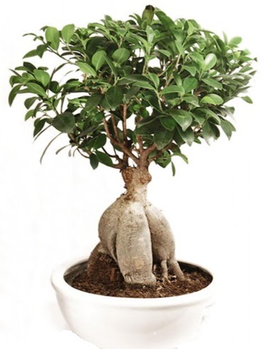 Ginseng bonsai japon aac ficus ginseng  Nevehir hediye sevgilime hediye iek 