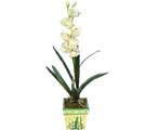 Özel Yapay Orkide Beyaz   Nevşehir 14 şubat sevgililer günü çiçek 
