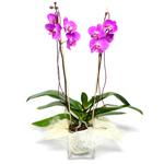  Nevşehir güvenli kaliteli hızlı çiçek  Cam yada mika vazo içerisinde  1 kök orkide