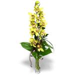  Nevşehir hediye sevgilime hediye çiçek  cam vazo içerisinde tek dal canli orkide