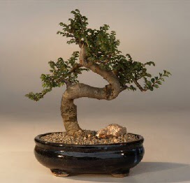 ithal bonsai saksi çiçegi  Nevşehir çiçek siparişi sitesi 