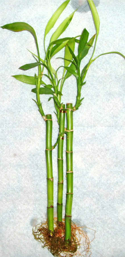 Lucky Bamboo 3 adet vazo hediye edilir   Nevehir ucuz iek gnder 