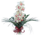  Nevşehir çiçek gönderme sitemiz güvenlidir  Dal orkide ithal iyi kalite