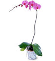  Nevşehir hediye çiçek yolla  Orkide ithal kaliteli orkide 