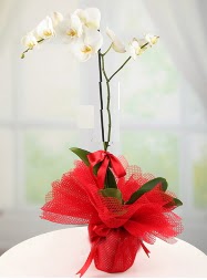 1 dal beyaz orkide saksı çiçeği  Nevşehir uluslararası çiçek gönderme 