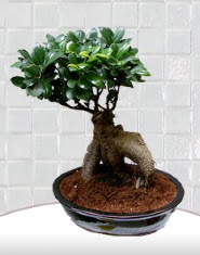saksı çiçeği japon ağacı bonsai  Nevşehir cicek , cicekci 