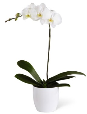 1 dallı beyaz orkide  Nevşehir çiçek siparişi sitesi 
