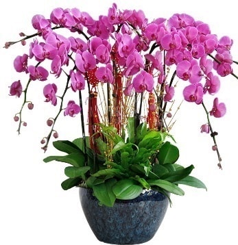 9 dallı mor orkide  Nevşehir çiçek siparişi sitesi 