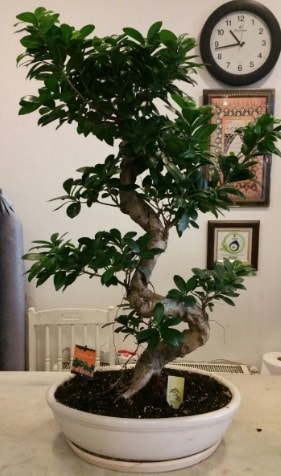 100 cm yüksekliğinde dev bonsai japon ağacı  Nevşehir hediye sevgilime hediye çiçek 