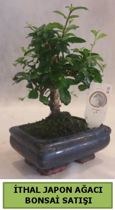 İthal japon ağacı bonsai bitkisi satışı  Nevşehir kaliteli taze ve ucuz çiçekler 