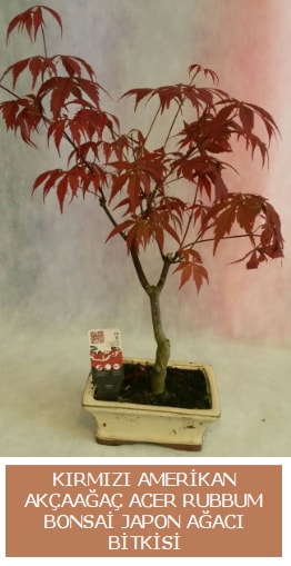 Amerikan akçaağaç Acer Rubrum bonsai  Nevşehir çiçekçi mağazası 