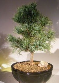 Çam ağacı bonsai bitkisi satışı  Nevşehir online çiçekçi , çiçek siparişi 