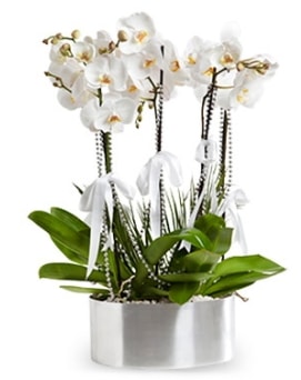 Beş dallı metal saksıda beyaz orkide  Nevşehir çiçek servisi , çiçekçi adresleri 