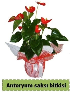 Antoryum saksı bitkisi satışı  Nevşehir yurtiçi ve yurtdışı çiçek siparişi 