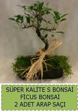 Ficus S Bonsai ve arap saçı  Nevşehir kaliteli taze ve ucuz çiçekler 