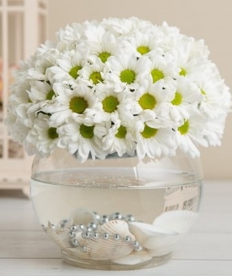Fanusta beyaz Papatya  Nevşehir güvenli kaliteli hızlı çiçek 