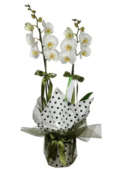Çift Dallı Beyaz Orkide  Nevşehir çiçek siparişi sitesi 