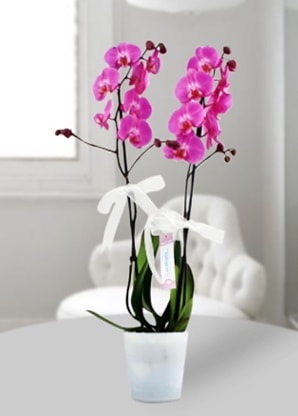 Çift dallı mor orkide  Nevşehir çiçek gönderme 