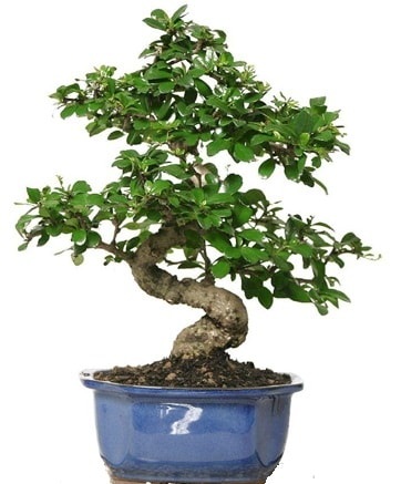 21 ile 25 cm arası özel S bonsai japon ağacı  Nevşehir kaliteli taze ve ucuz çiçekler 