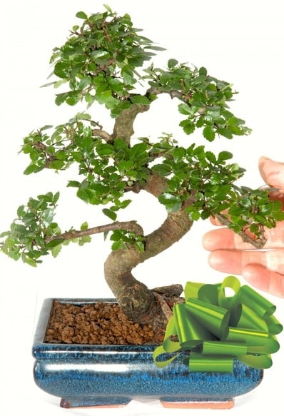 Yaklaşık 25 cm boyutlarında S bonsai  Nevşehir çiçek gönderme sitemiz güvenlidir 