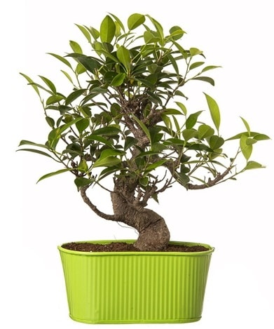 Ficus S gövdeli muhteşem bonsai  Nevşehir çiçek gönderme sitemiz güvenlidir 